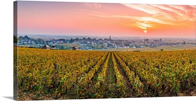 France, Bourgogne-Franche-Comte, Burgundy, Cote-D'or, Meursault