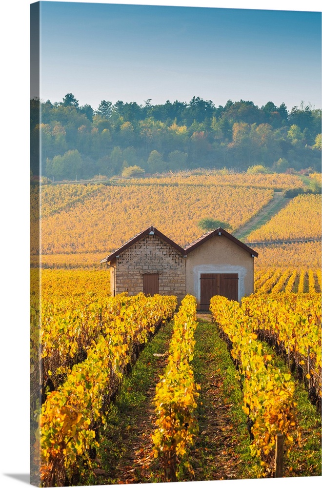 France, Bourgogne-Franche-Comte, Burgundy, Cote-d'Or, Cote de Beaune. Typical barn in the vineyards.