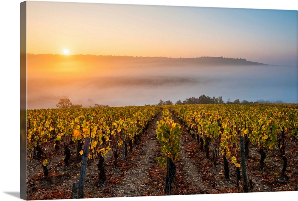 France, Bourgogne-Franche-Comte, Burgundy, Yonne, Irancy. Vineyards at sunrise.