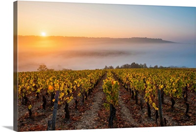 France, Bourgogne-Franche-Comte, Burgundy, Yonne, Irancy, Vineyards At Sunrise