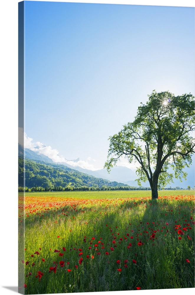 Europe, France, Haute Savoie, Rhone Alps, Poppy field.