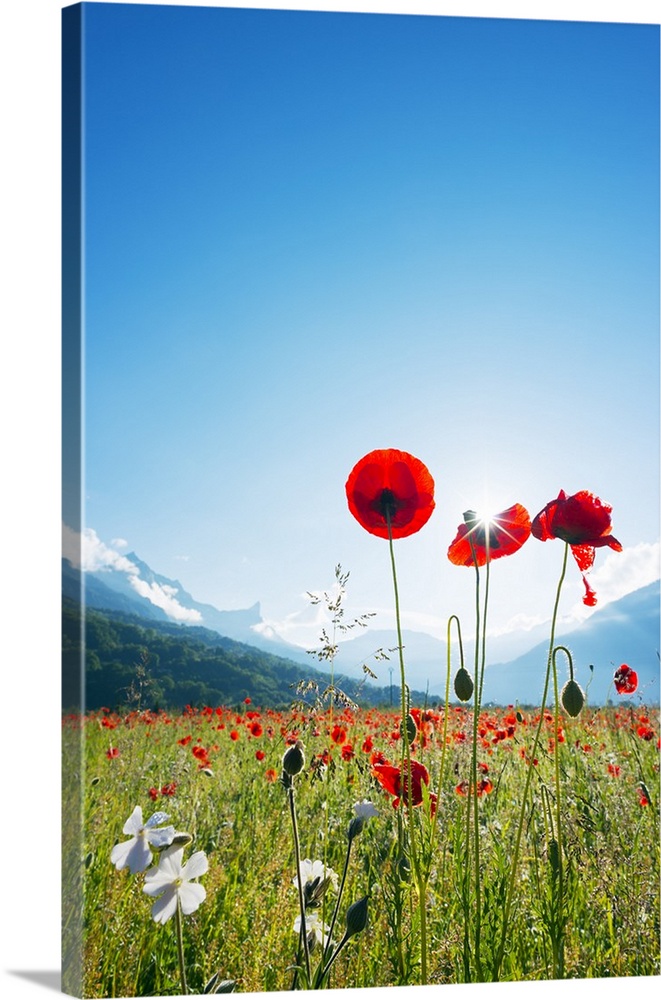 Europe, France, Haute Savoie, Rhone Alps, Poppy field.
