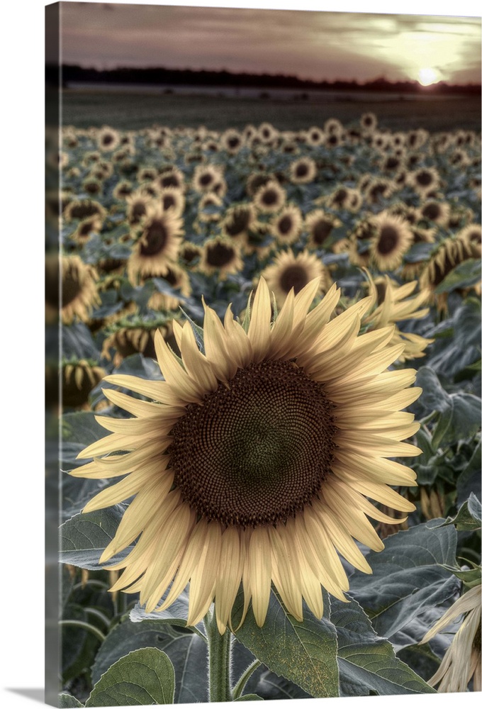 France, Centre Region, Indre-et-Loire, Sainte Maure de Touraine, Sunflowers in Sunflower Field