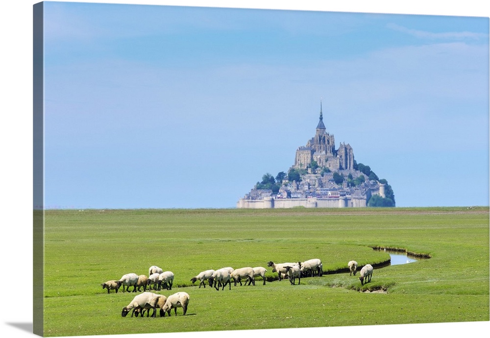 France, Normandy (Normandie), Manche department, sheep grazing in front of Le Mont-Saint-Miichel.