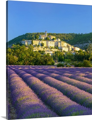 France, Provence-Alpes-Cote d'Azur, Banon And Lavender Fields