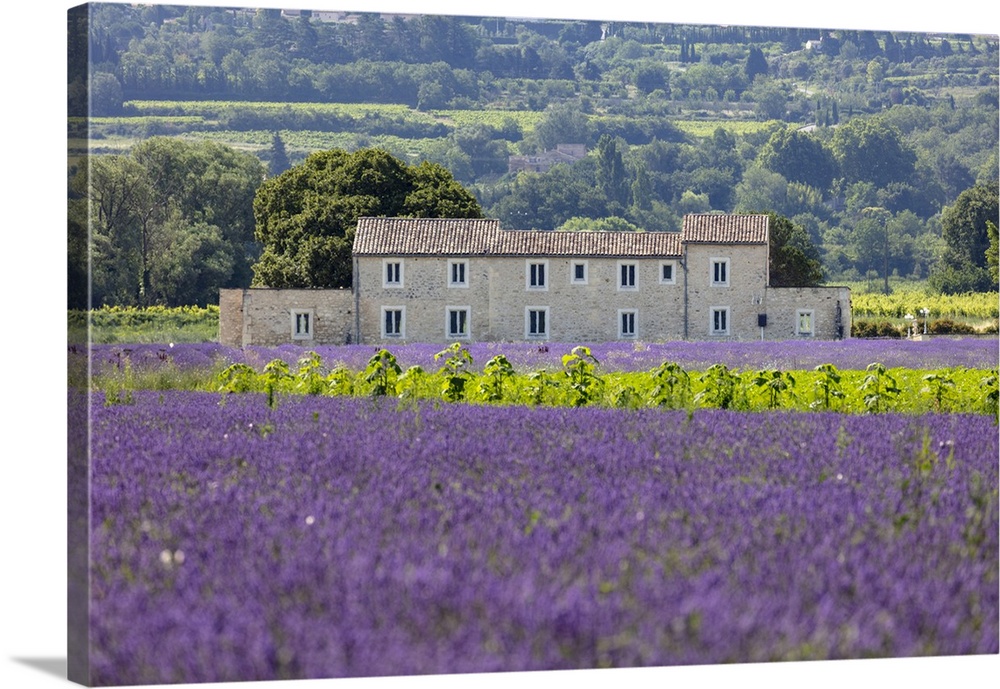 France, Provence-Alpes-Cote d'Azur, Bonnieux, a traditional stone building surrounded by lavender and sunflowers near the ...