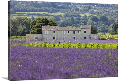 France, Provence-Alpes-Cote d'Azur, Bonnieux, Lavender And Sunflowers Near Bonnieux