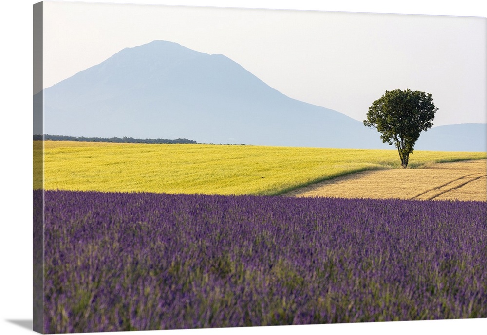 France, Provence-Alpes-Cote d'Azur, Plateau de Valensole, a lone tree surrounded by lavender and wheat