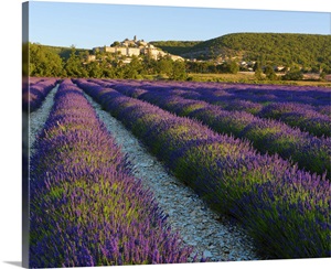 France, Provence, Banon, lavender to foreground image thumbnail