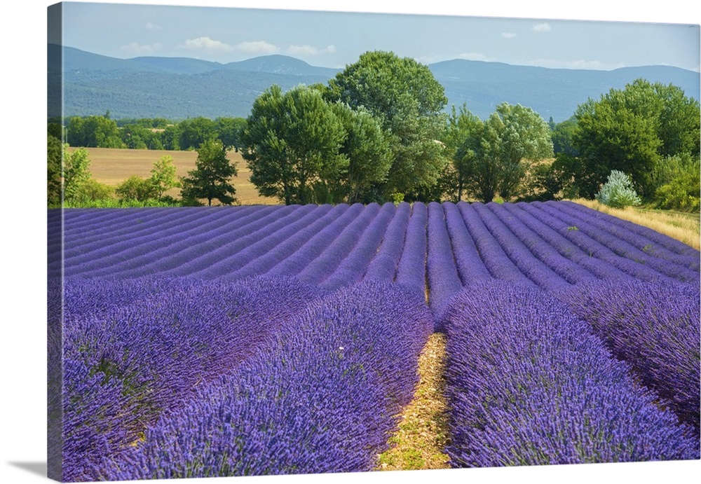 Europe, France, Provence, Gordes, Lavender fields.