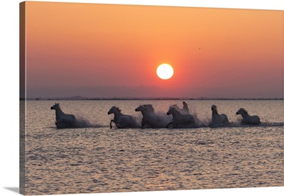 France, Provence, Herd of white horses gallop through a lake in the Camargue at sunrise