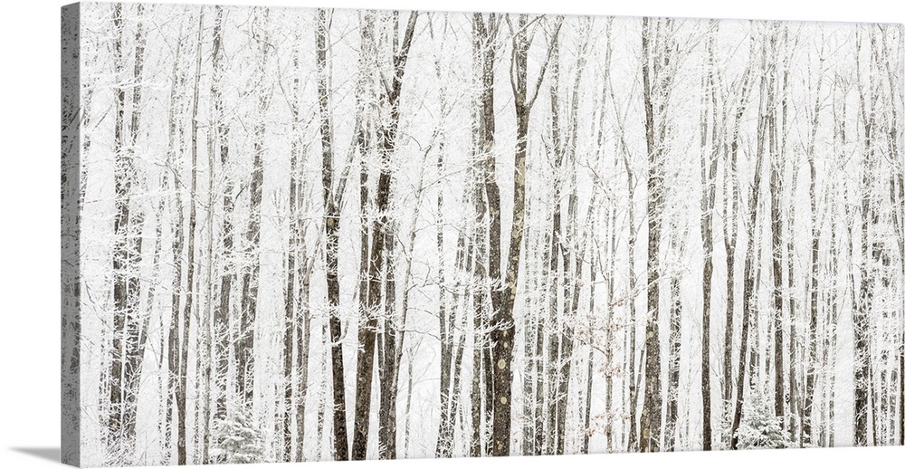 Frosted Trees, Near Bergland, Michigan, USA
