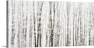 Frosted Trees, Near Bergland, Michigan, USA