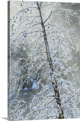 Frosted Trees Near Soda Butte Creek, Yellowstone National Park