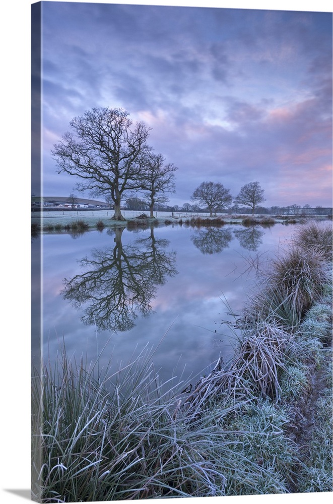 Frosty winter morning beside a rural pond, Morchard Road, Devon, England. Winter (January)