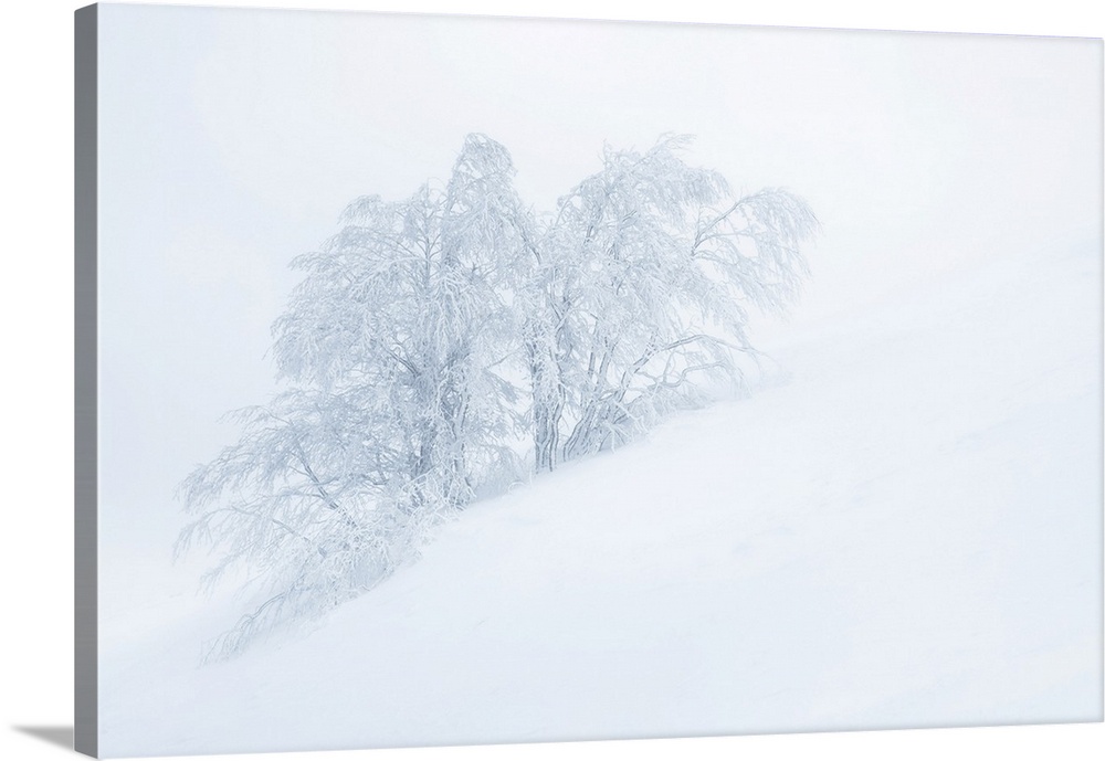 Frozen trees in the middle of a blizzard. Tuscany Appenines, Italy.