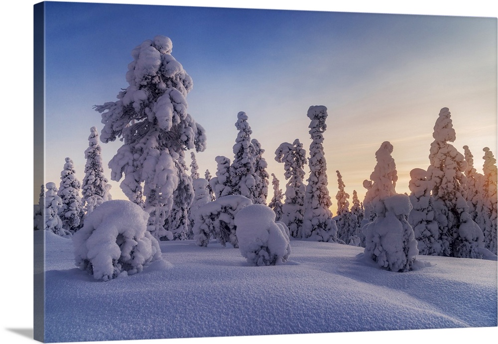 Frozen trees of Lapland at sunrise in winter, Akaslompolo, Yllastunturi National Park, Finland