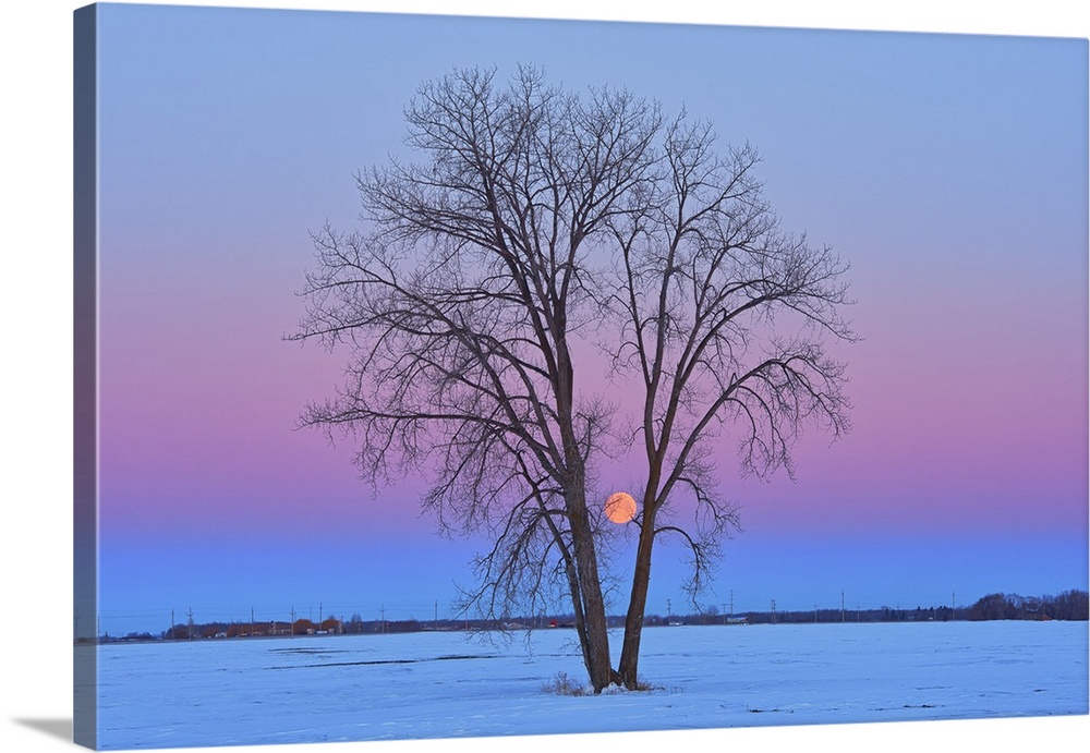 Full moon (Super moon) and plains cottonwood (Populus deltoides) at dawn