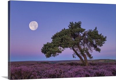 Full Moon & Lone Pinetree In Heather, North Yorkshire Moors, England