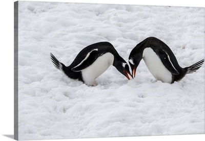 Gentoo Penguins Performing Mating Ritual, Paradise Harbour, Antarctica