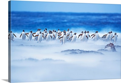 Gentoo Penguins Walking Through A Sandstorm, Sea Lion Island, Falkland Islands
