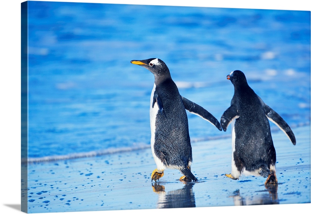 Gentoo penguins walking together, Sea Lion Island, Falkland Islands.