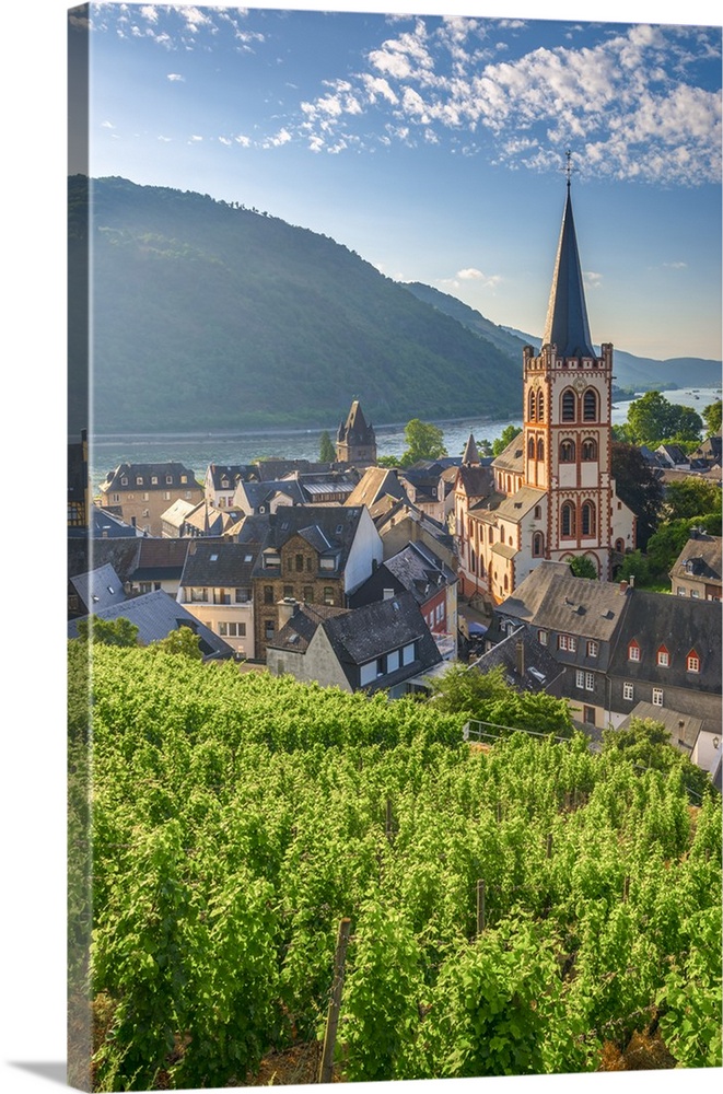 Germany, Rhineland Palatinate, River Rhine, Bacharach, Church of Saint Peter (Sankt Peter or Peterskirche), vineyard.