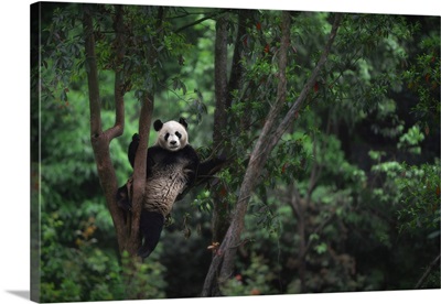 Giant Panda Climbing A Tree In A Panda Base, Chengdu Region, Sichuan, China