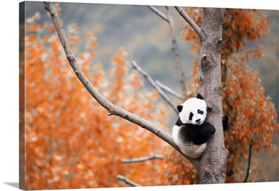 Giant Panda Cub (Ailuropoda Melanoleuca) In A Panda Base, Chengdu Region, Sichuan, China