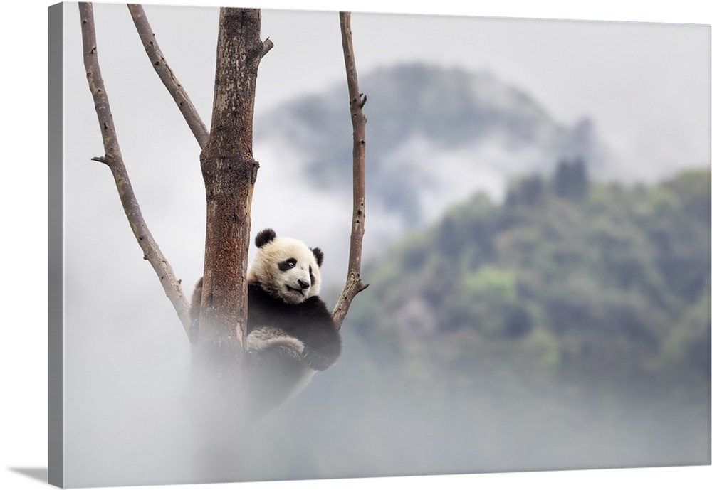 giant panda cub (Ailuropoda melanoleuca) climbing a tree in a panda base, Chengdu region, Sichuan, China