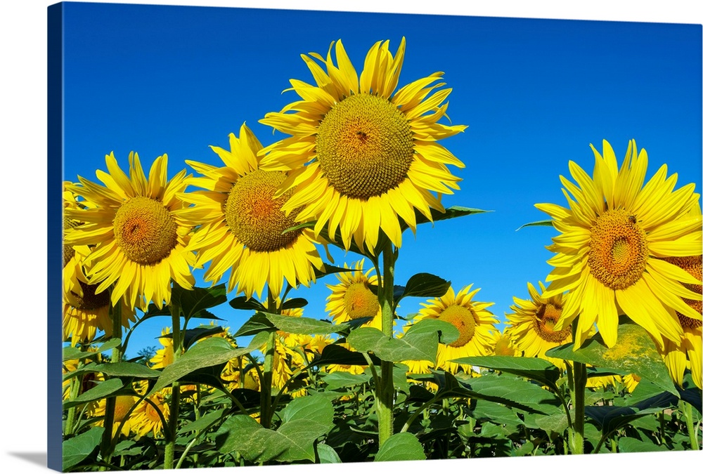 Giant yellow sunflowers in full bloom, Oraison, Alpes-de-Haute-Provence, Provence-Alpes-Cote d'Azur, France.