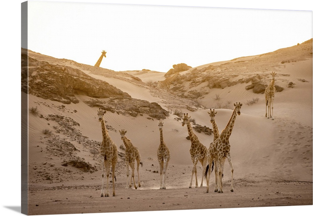 Giraffe herd, Skeleton Coast National Park, Namibia