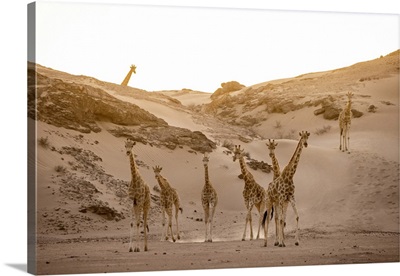 Giraffe Herd, Skeleton Coast National Park, Namibia