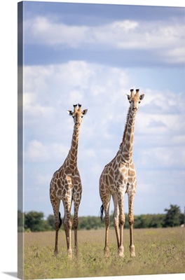 Giraffe, Nxai Pan National Park, Botswana