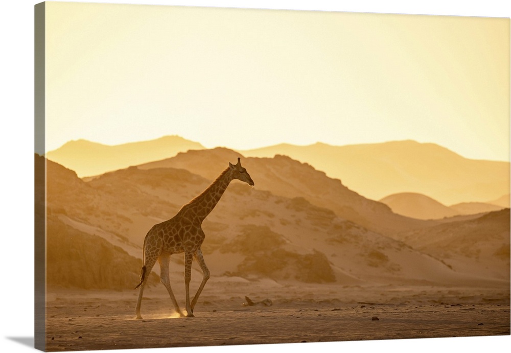 Giraffe, Skeleton Coast National Park, Namibia