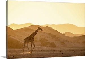 Giraffe, Skeleton Coast National Park, Namibia image thumbnail