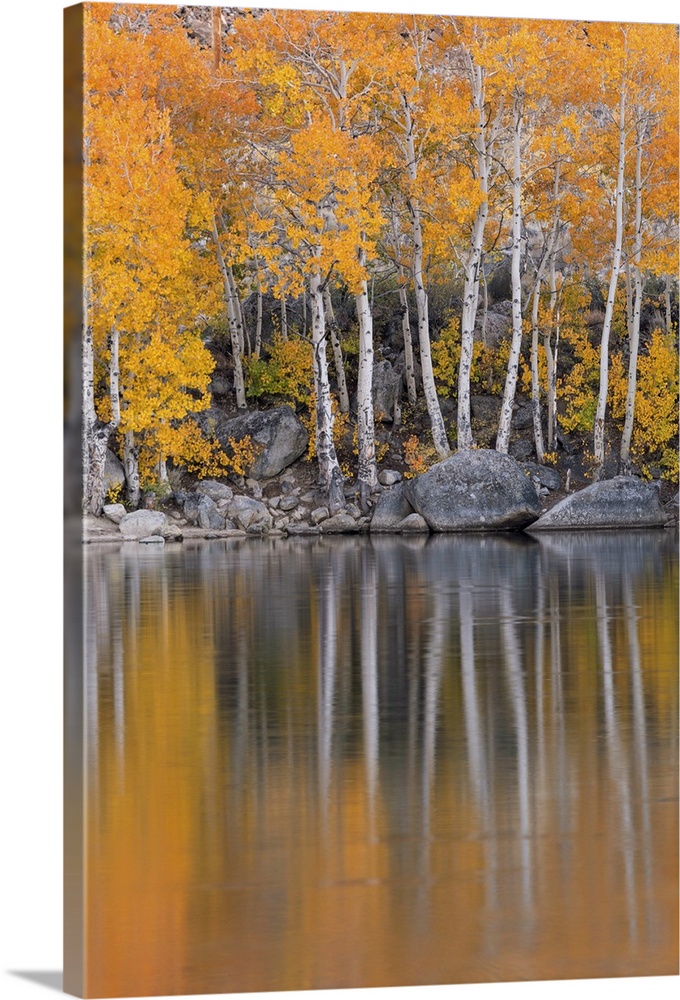 Golden coloured fall foliage and reflections on the shores of Intake 2 lake in the Eastern Sierras, Nr Bishop, California,...