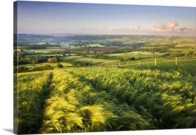 Golden ripened corn growing in a hilltop field in rural Devon, England