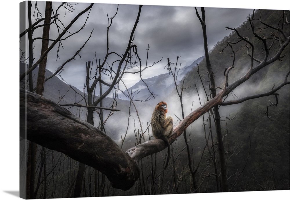 Golden Snub-Nosed Monkey (Rhinopithecus Roxellana) In Qinling Mountains, Sichuan, China