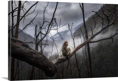 Golden Snub-Nosed Monkey (Rhinopithecus Roxellana) In Qinling Mountains, Sichuan, China