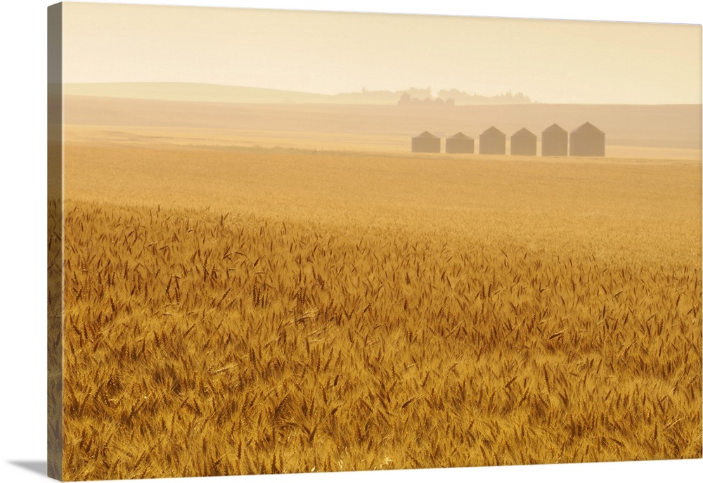 Grain crop and graneries and fog at sunrise. Huxley, Alberta, Canada