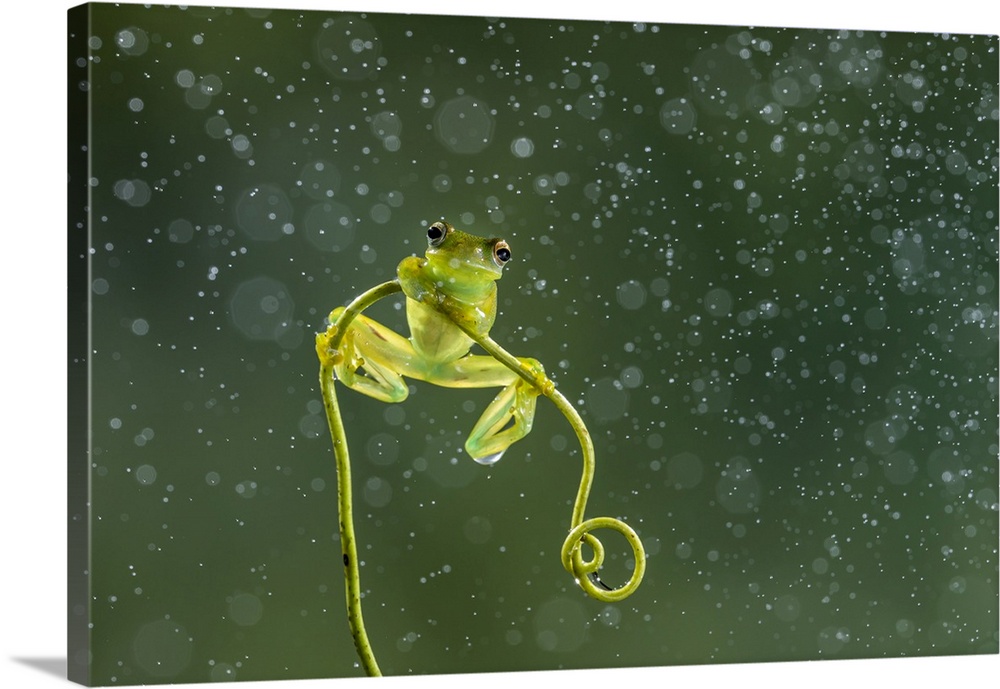 Granular glass-frog (Cochranella granulosa), lowland rainforest, Boca Tapada, Costa Rica. Central & South America, Costa R...