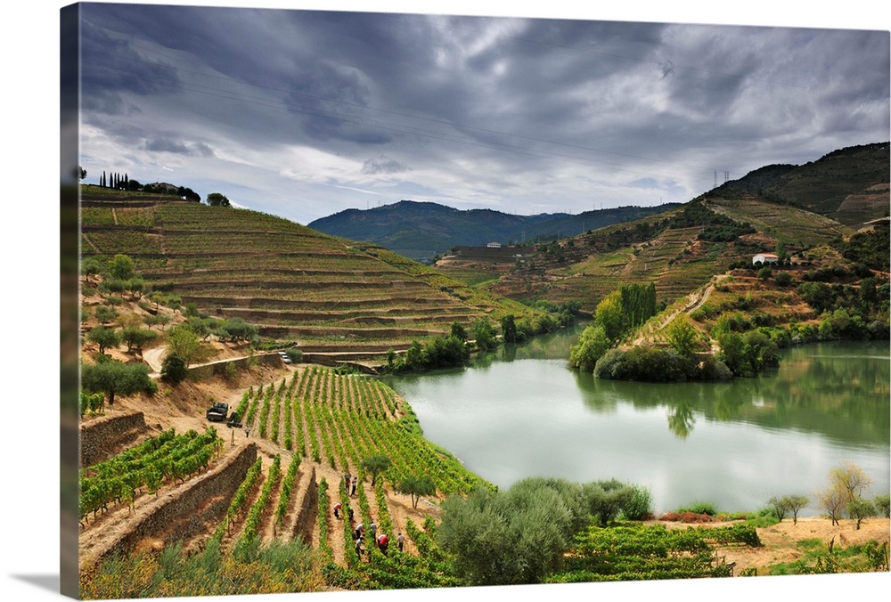 Grapes harvest along the river Tedo, a tributary of the river Douro. Alto Douro, a Unesco World Heritage Site, Portugal