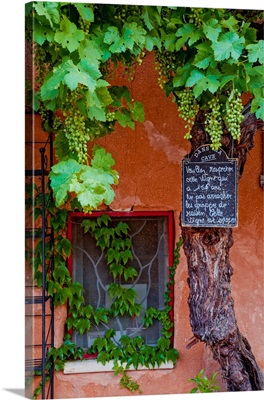 Grapevine Framing Restaurant Window, Roussillon, Provence, France