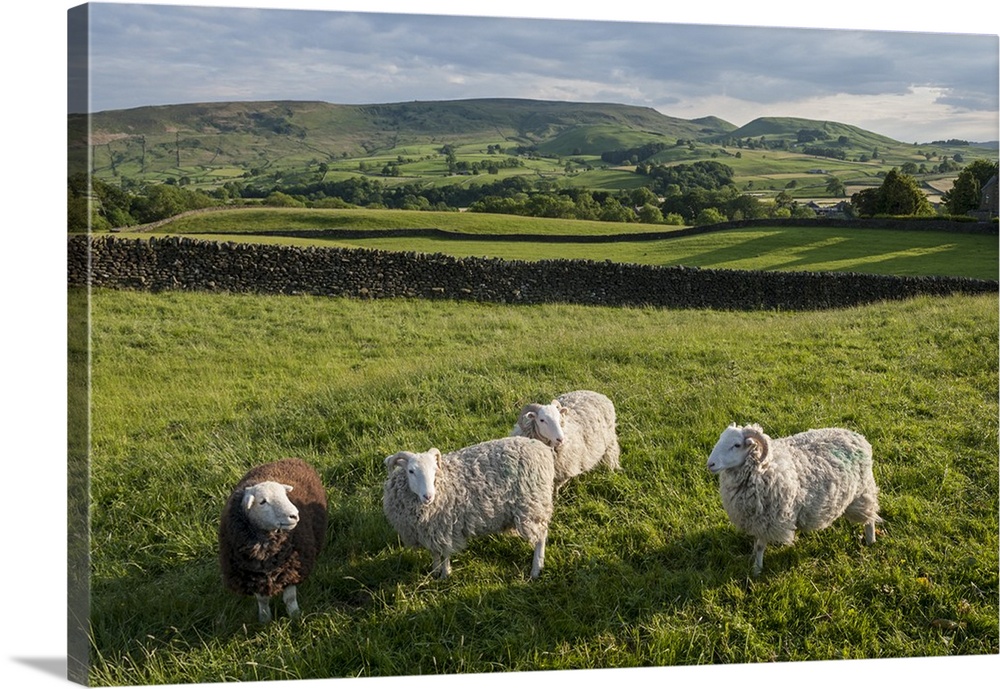Grazing Sheep near Grassington, Wharfedale, Yorkshire Dales National Park.