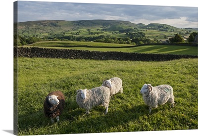 Grazing Sheep near Grassington, Wharfedale, Yorkshire Dales National Park