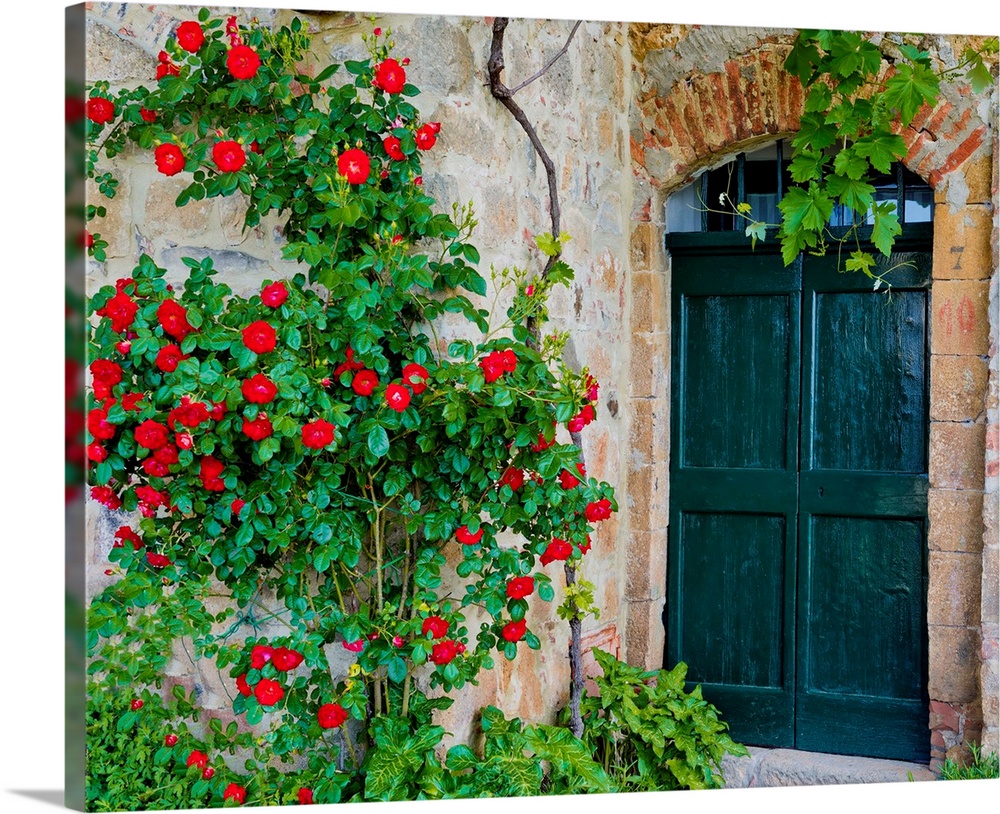 Green Door And Roses, Monticchiello, Tuscany, Italy