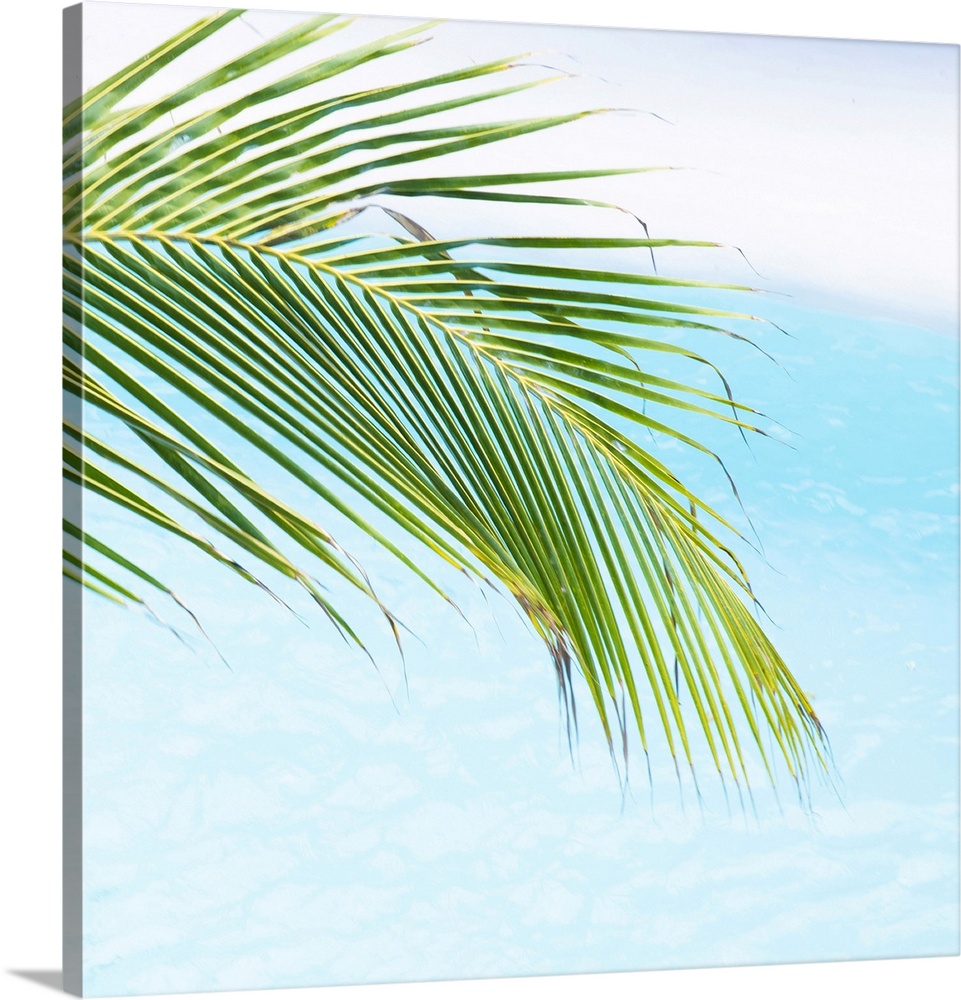 Green palm against blue water, Caesar Manrique Foundation, Tahiche, Lanzarote, Canary Islands, Spain