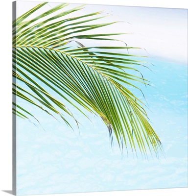 Green Palm Against Blue Water, Canary Islands, Spain
