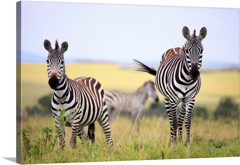 Grevy zebra (Equus grevyi), Maasai Mara National Reserve, Kenya